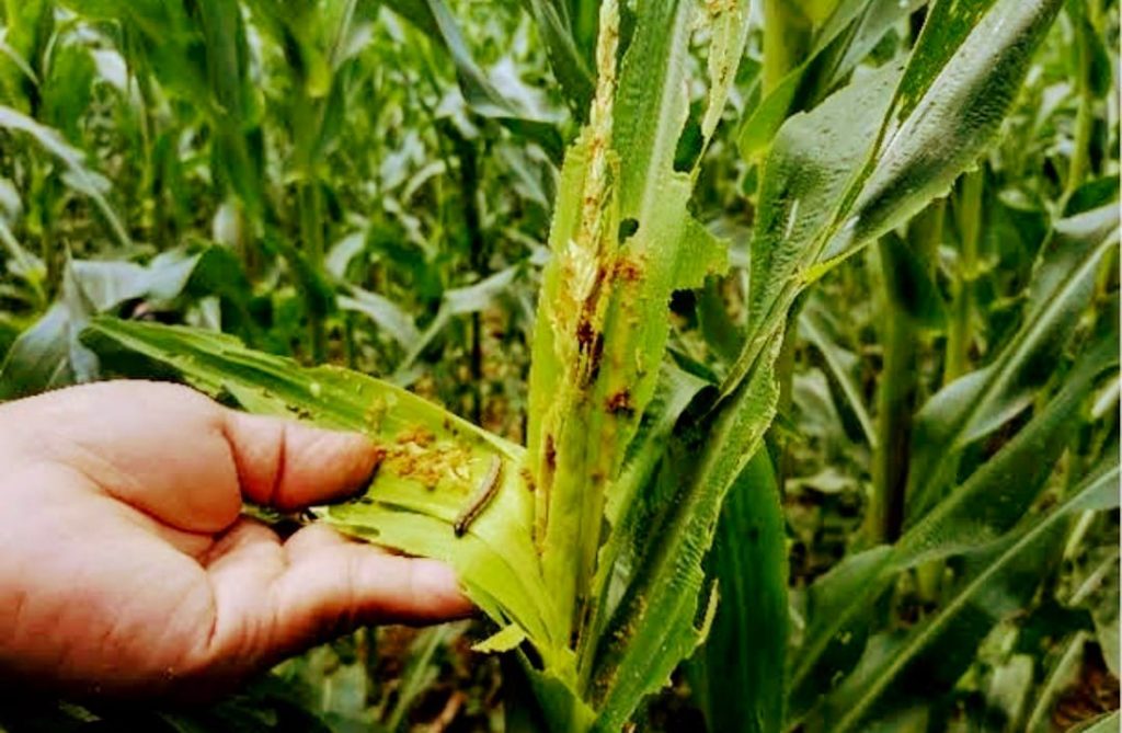 Infested Corn Field Armyworms damage to corn farms in province reaches PHP37.32M - Negros ...