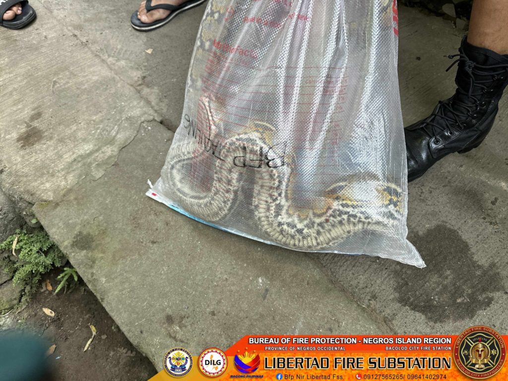 PYTHON RESCUED - Negros Daily Bulletin